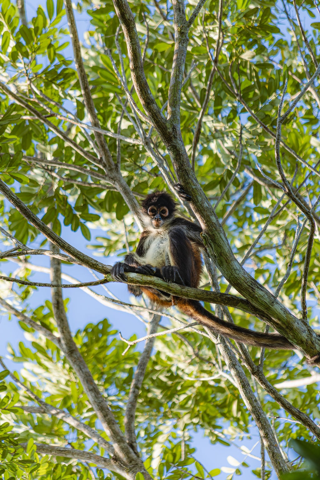 Spider monkey in the jungle canopy at Casa Tattva