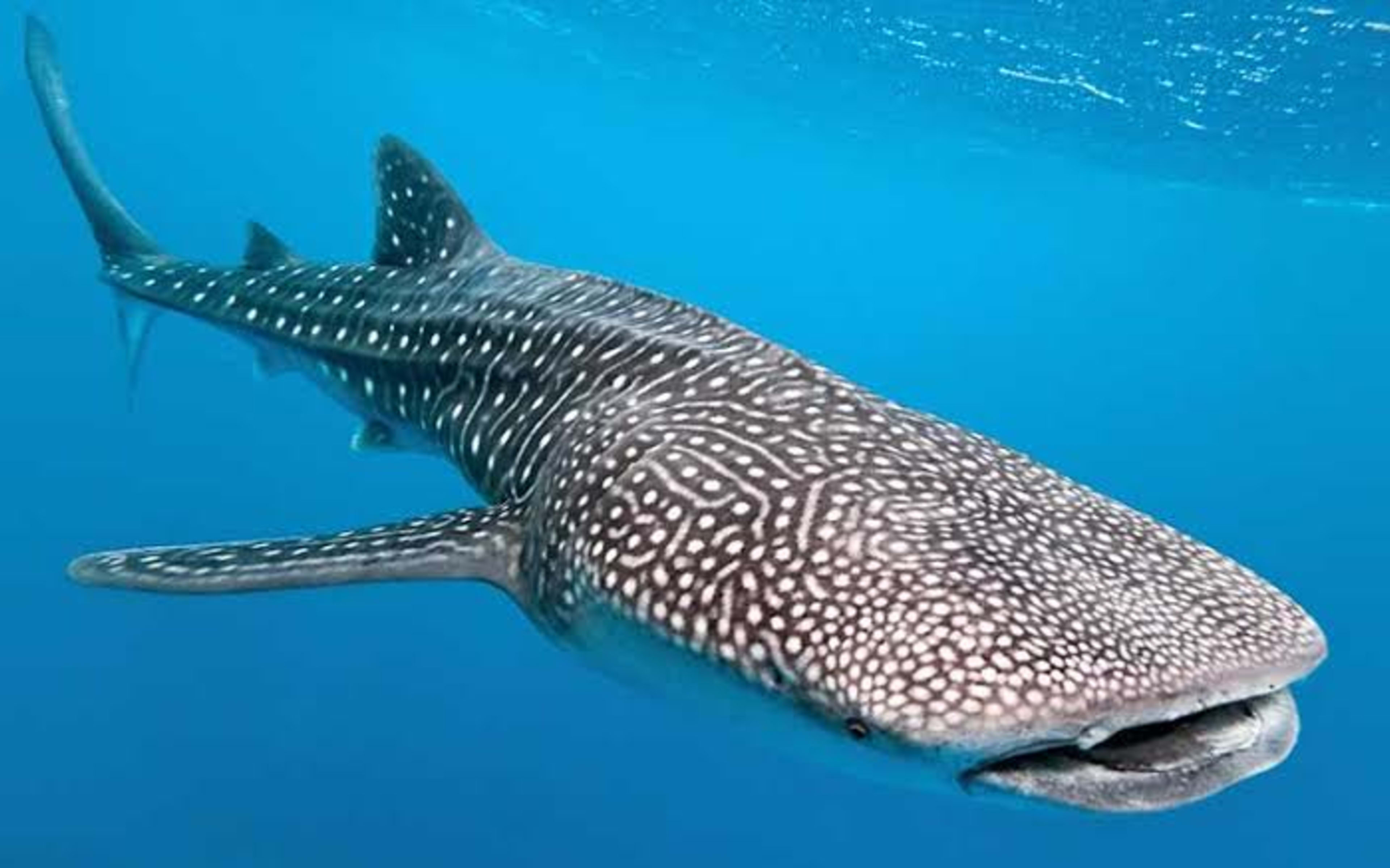 Cancun Whale Shark Tour with Snorkel and Transportation